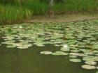 Hopeland Gardens lilly pond