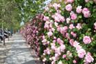 Almost a mile long hedge of beautiful roses along the fence at Disney Pixar Animation Studios in Emeryville, Ca.