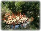 Lowry Park Zoo