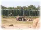 Lowry Park Zoo