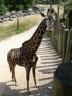 Giraffe Exhibit At The Brevard Zoo