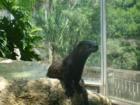 Otter at The Brevard Zoo