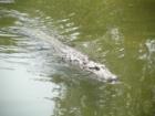 Gator at The Brevard Zoo