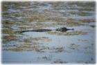 An alligator in Lake Maggiore, Boyd Hill Nature Park