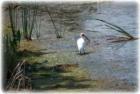 Boyd Hill Nature Park St Petersburg is part of the Florida Birding Trail.
