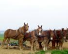 Massive workhorses in the fields of Kissel Hill, Lititz, PA.  Not quite Mr. Ed but magnificent creatures none the less - April 2008