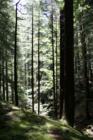 The Rain Forest of the Olympic National Park