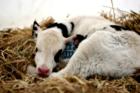 Smith Dairy farm in Sequim