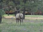 Another kind of resident