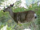 Yosemite California