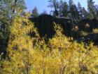 Mammoth Lakes