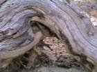 Mammoth Lakes