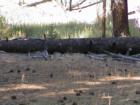 Mammoth Lakes