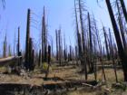Mammoth Lakes