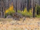 Mammoth Lakes
