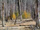 Mammoth Lakes