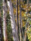 Mammoth Lakes