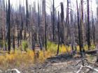 Mammoth Lakes
