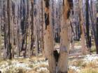 Mammoth Lakes