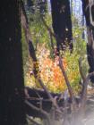 Mammoth Lakes