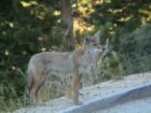 Tioga Pass Yosemite