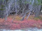 Tioga Pass Yosemite