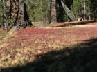 Tioga Pass Yosemite