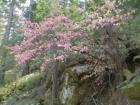 Yosemite
