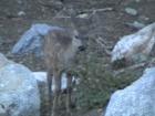 Yosemite