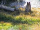 Yosemite