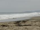 Torrey Pines State Beach