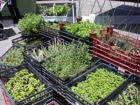 Fresh, organic bundles of herbs at the Manhattan Beach Farmer's Market