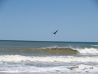Pelican soars over the waves at nearby Flagler Beach.