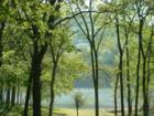 Spring time on the old Herefored V Ranch in Cape Fair.