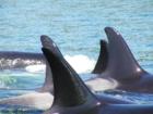 Orca at Play taken by Jean Groesbeck