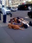 Upper West Side Dogs, Manhattan