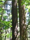 Mosier Twin Tunnel Trail