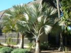 Balboa Park San Diego