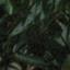 head_left_image
