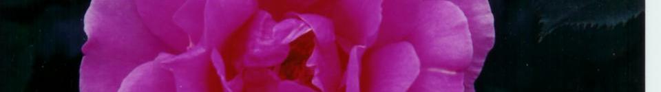 head_left_image