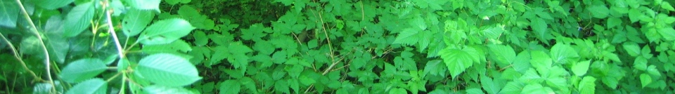 head_left_image