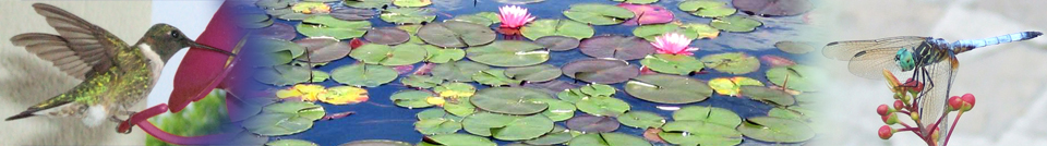 head_left_image