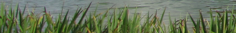 head_left_image