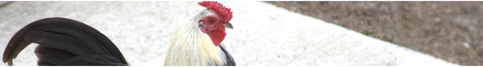 head_left_image