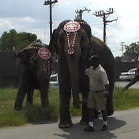 Imgmeetelephants