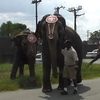 Imgmeetelephants_thumb