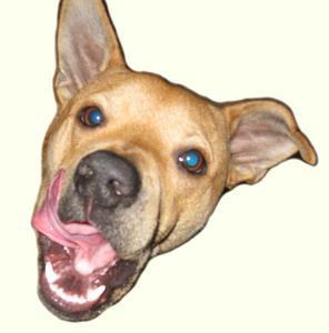 Chicken-face-300px