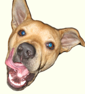 Chicken-face-300px_medium