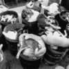 Puppymill-animalsingarbage-bw_thumb