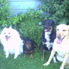 LoveAllAnimals